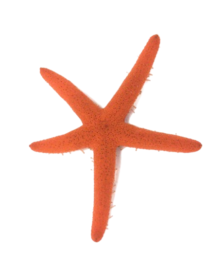 Starfish Medium - Bright Red