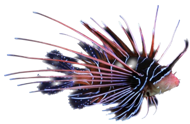 Radiata Lionfish M