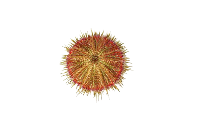 Red Collector Urchin