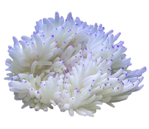 Condi Anenome