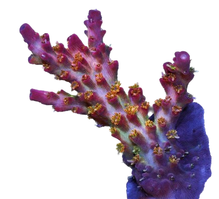 Vivid Confetti Acropora