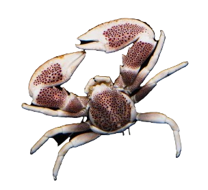 Blue Porcelain Crabs
