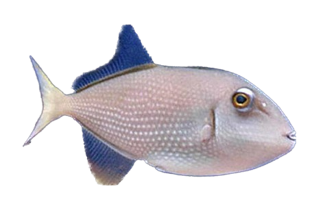 Blue Throat Trigger Female