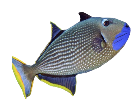 Blue Throat Trigger Male