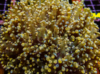 Frogspawn - Orange