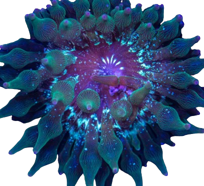 BTA - Nexus Green