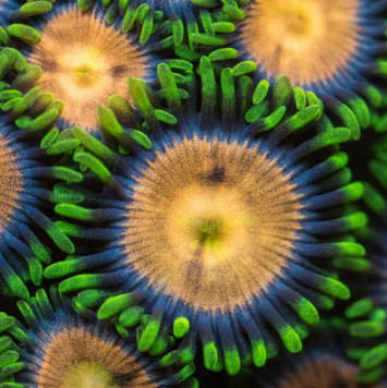 Lazer Lemon Frag
