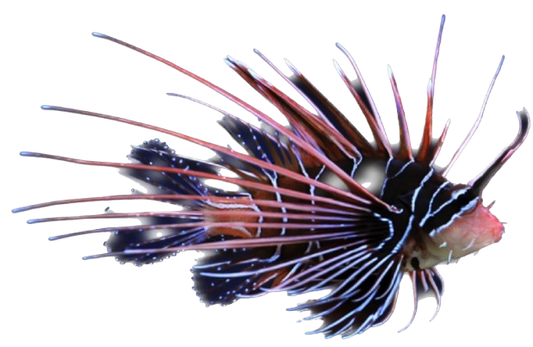 Radiata Lionfish M