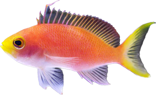 Randal's Anthia Female
