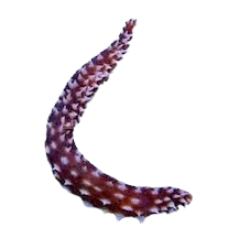 Tiger Tail Sea Cucumber