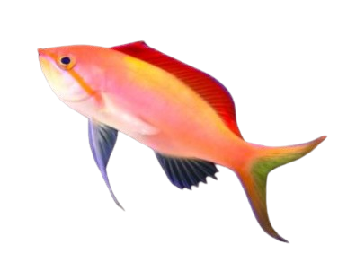 Dispar Anthias